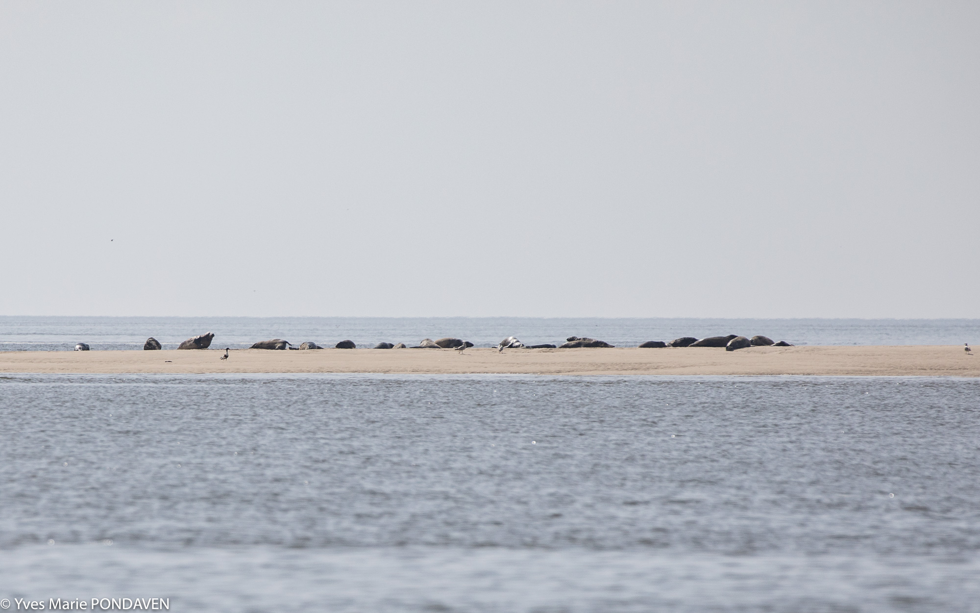 Baie de somme